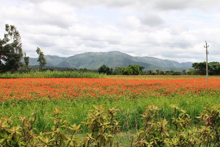 Flower farming..what a beauty!