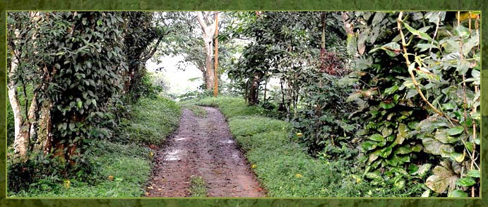 Homestay property - the road leading to our cottage..