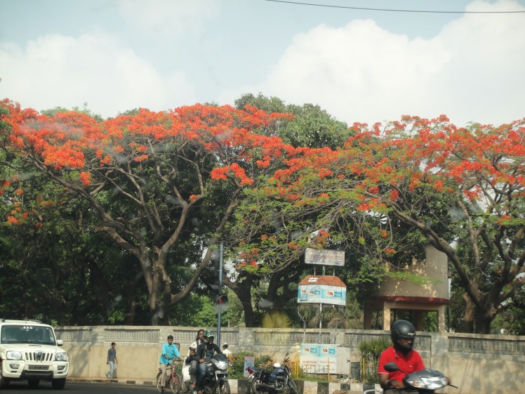 Trees laden with flowers on the road..