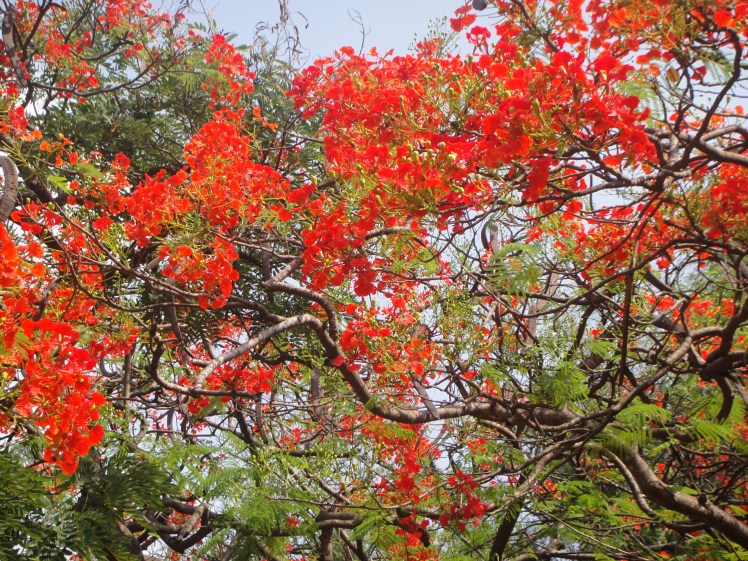 The bright happy flowers!