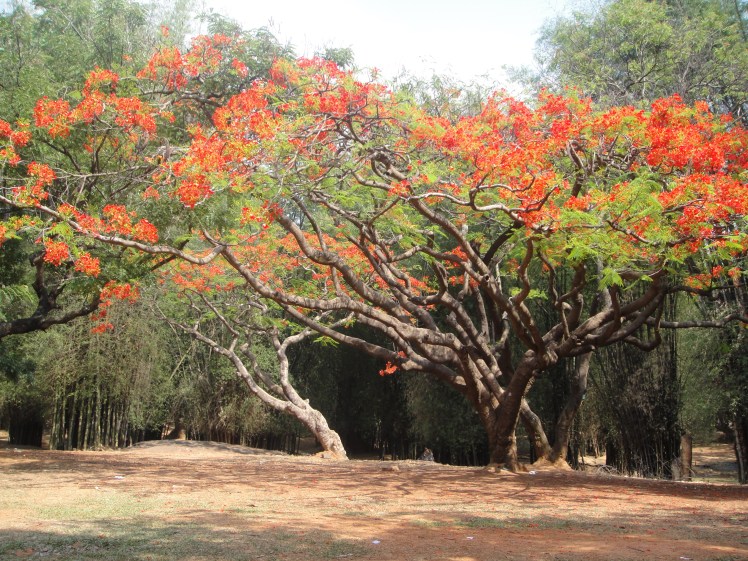 A cluster of trees..all laden with these flowers..