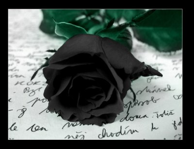 A black rose