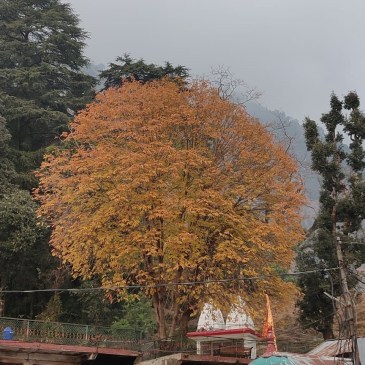 ThursdayTreeLove - 122