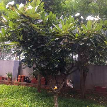 ThursdayTreeLove-112