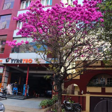 Thursday Tree Love - 79