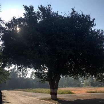 ThursdayTreeLove -107