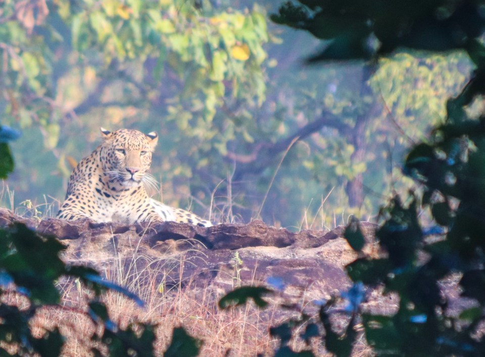 Leopard that gave us enough time to admire it.