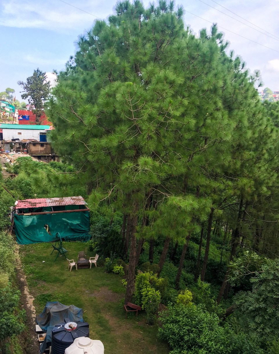 ThursdayTreeLove - 93