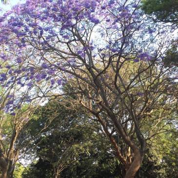 ThursdayTreeLove-108