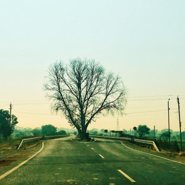 #ThursdayTreeLove - 56