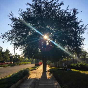 #ThursdayTreeLove - 34