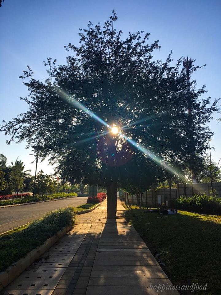 #ThursdayTreeLove - 34