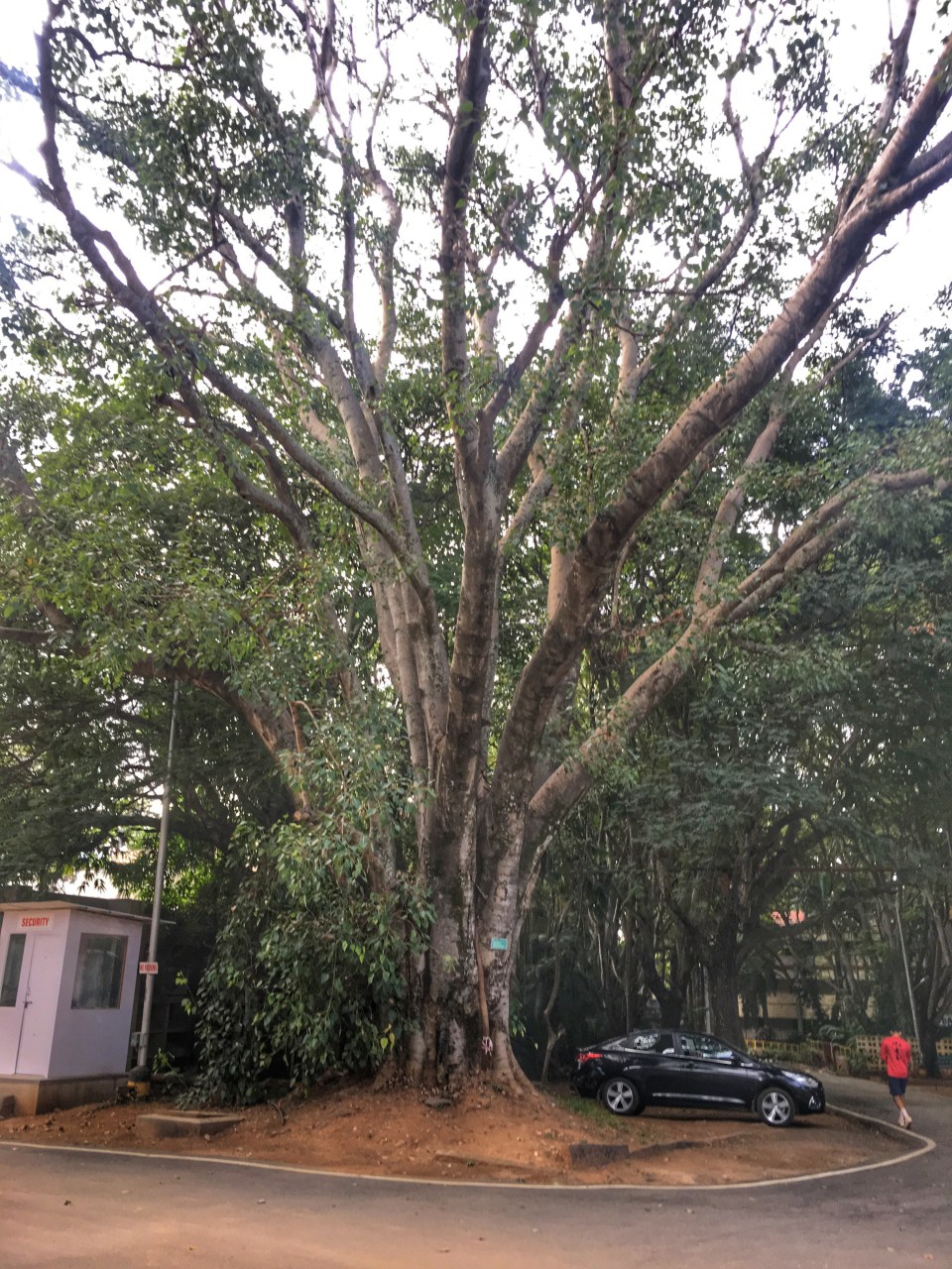 #ThursdayTreeLove - 68