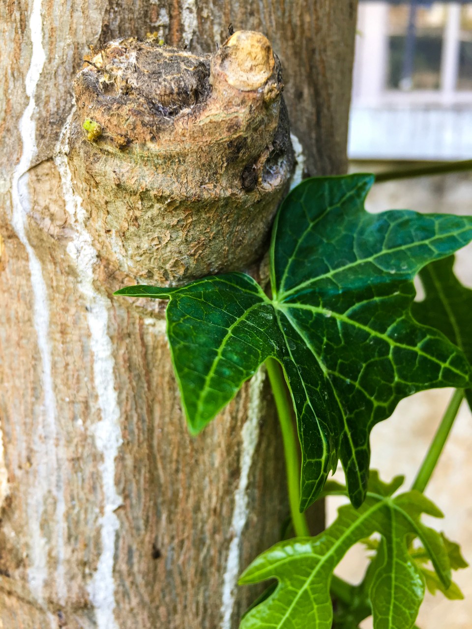 A hint of green from the papaya tree spotted in Bangalore