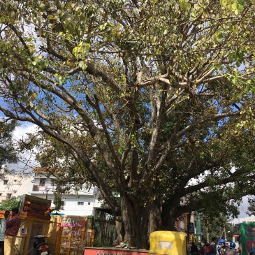 ThursdayTreelove-126