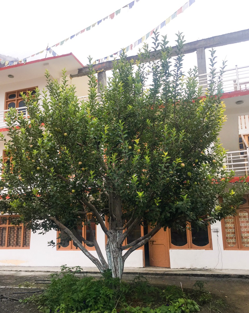 ThursdayTreeLove - 71 is from Tabo, a small village in Spiti Valley.