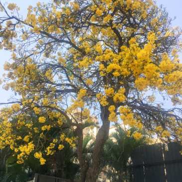 thursdaytreelove-110