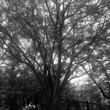 ThursdayTreeLove-111