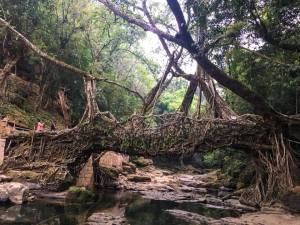 The living root bridge of Riwai