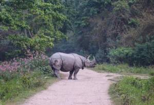 One horned Rhino