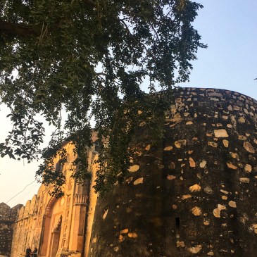 A tree from the Jhansi Fort for #ThursdayTreeLove - 66