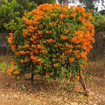 ThursdayTreeLove-101