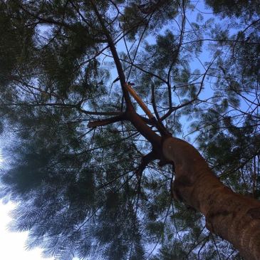 #ThursdayTreeLove - 37 is a tree from Bangalore