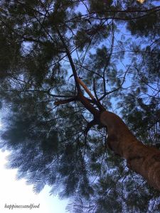 #ThursdayTreeLove - 37 is a tree from Bangalore