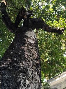 ThursdayTreeLove – 40