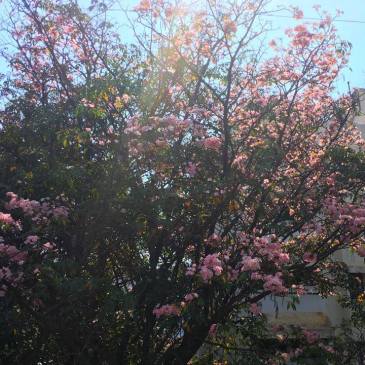 Blossoms - Thursday Tree Love