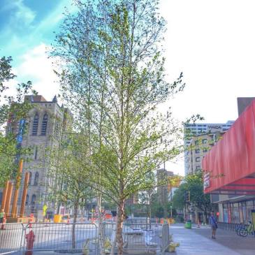 #ThursdayTreeDay - 19