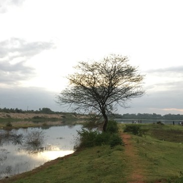 ThursdayTreeLove-120