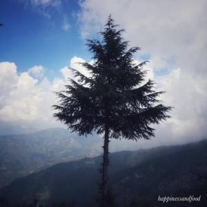 #ThursdayTreeLove – 28