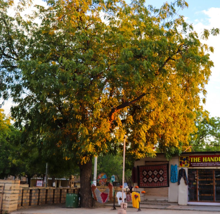 #ThursdayTreeLove - 45