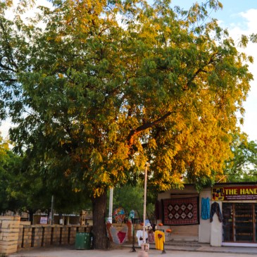 #ThursdayTreeLove - 45