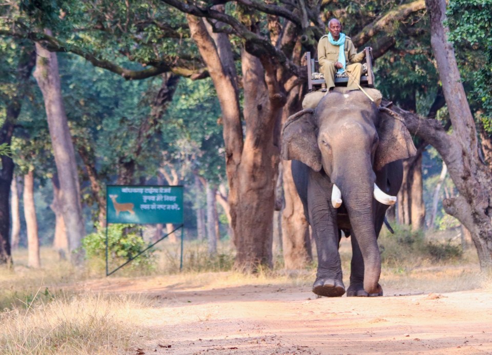 Elephants in Bandhavgarh are tamed.