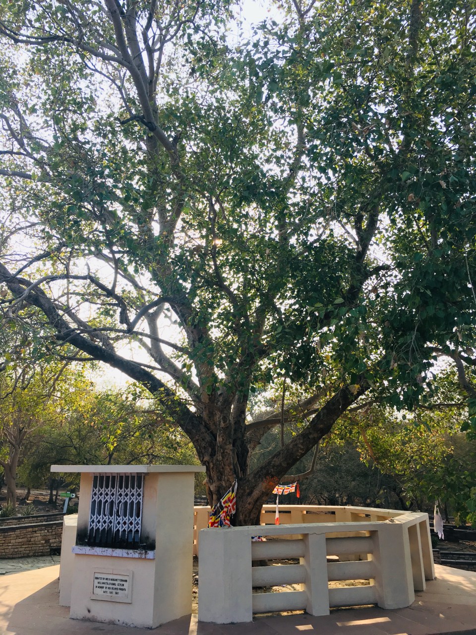 #ThursdayTreeLove - 54