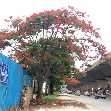 ThursdayTreeLove - 109