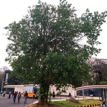 #ThursdayTreeLove - 39