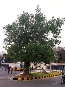 #ThursdayTreeLove - 39