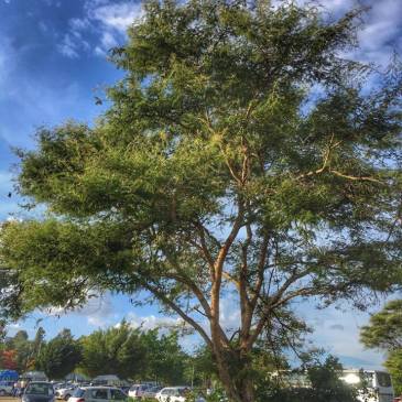 #ThursdayTreeLove -15