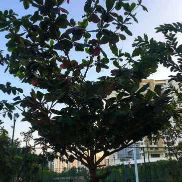 #ThursdayTreeLove – 102