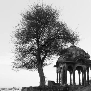 #ThursdayTreeLove - 33