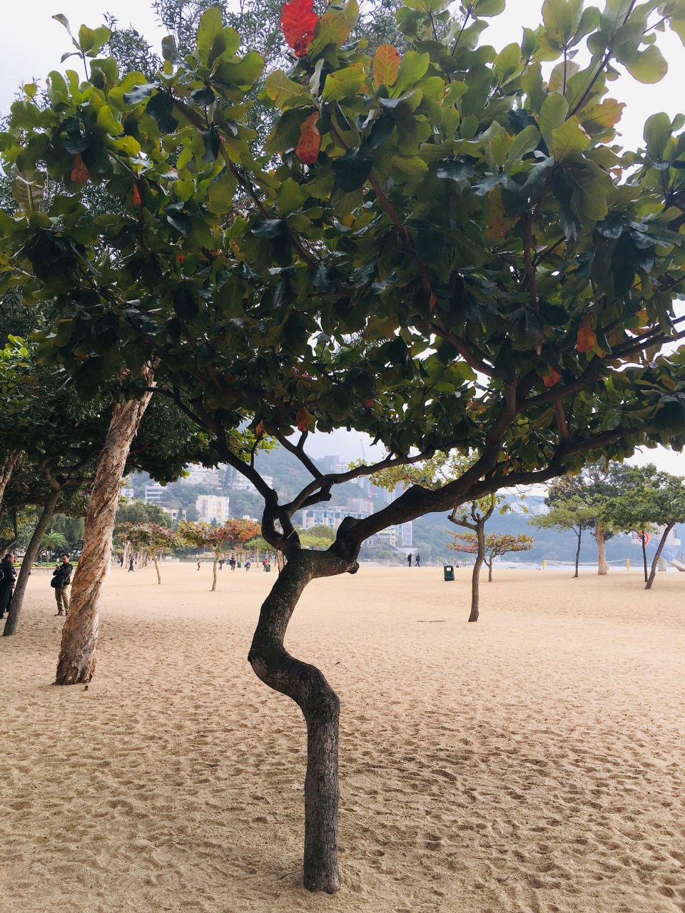 ThursdayTreeLove -96