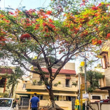 #ThursdayTreeLove - 63 is from Bangalore
