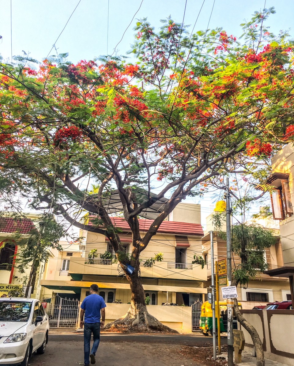 #ThursdayTreeLove - 63 is from Bangalore