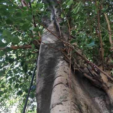 ThursdayTreeLove - 97