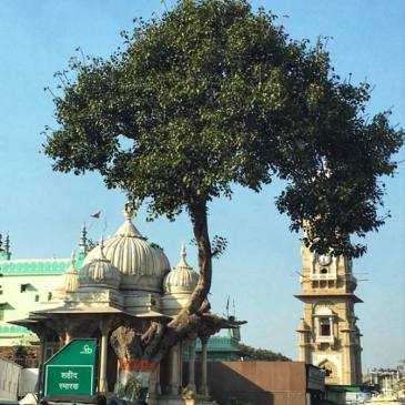 #ThursdayTreeLove – 30