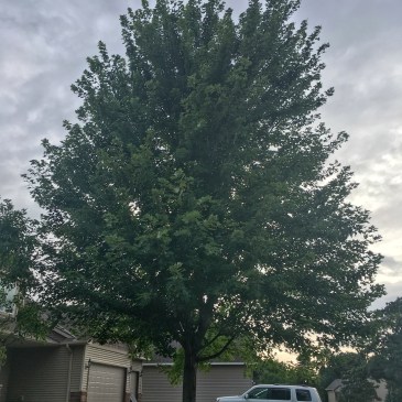 #ThursdayTreeLove - 25