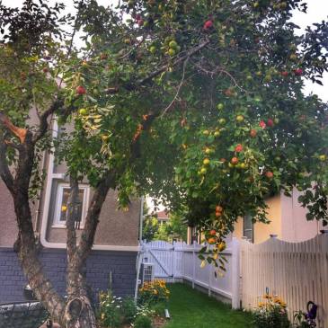 #ThursdayTreeLove - 20